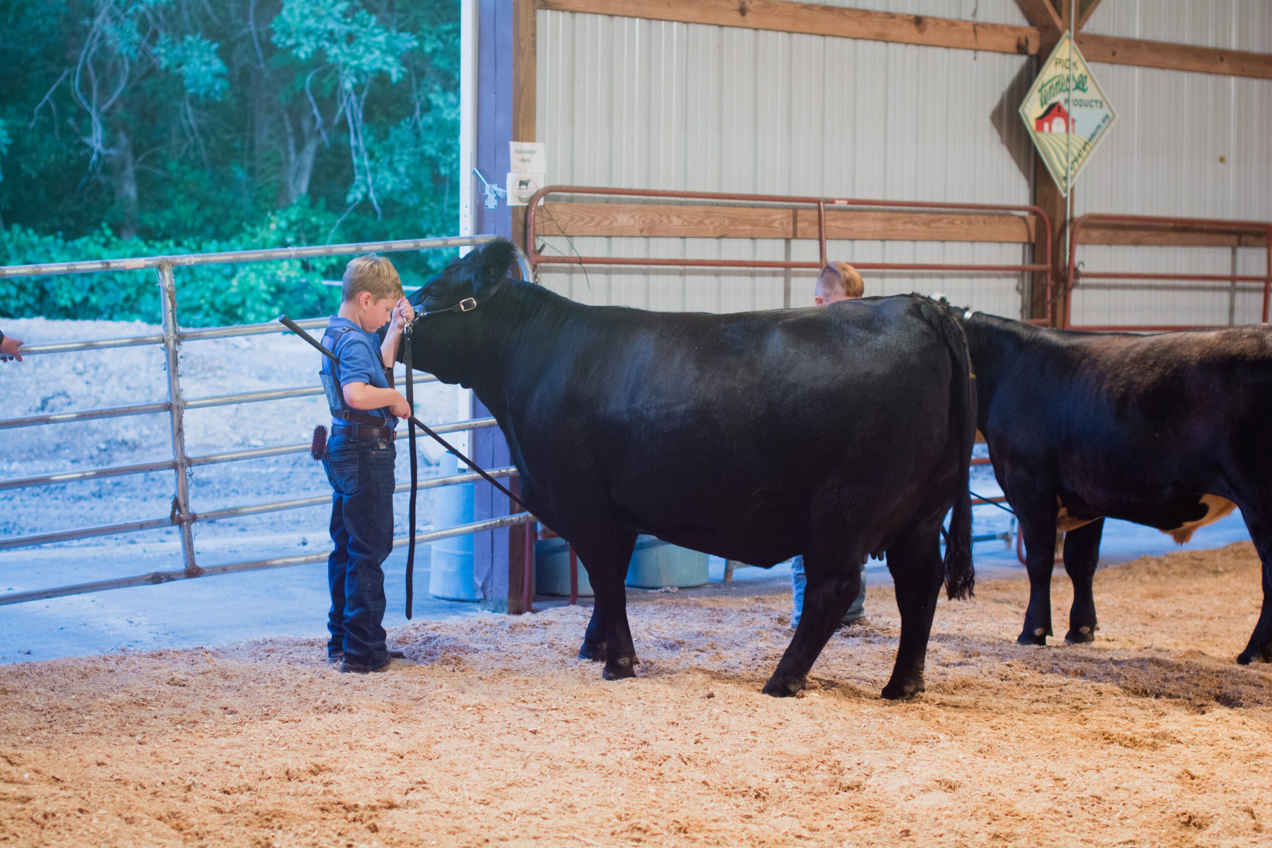 Child and bull, Robertson County