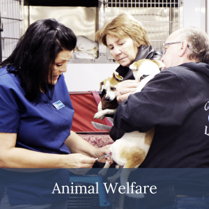 Animal Welfare